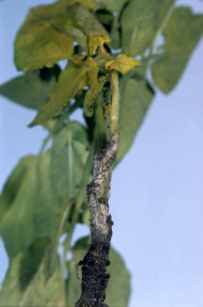 Potato stem canker