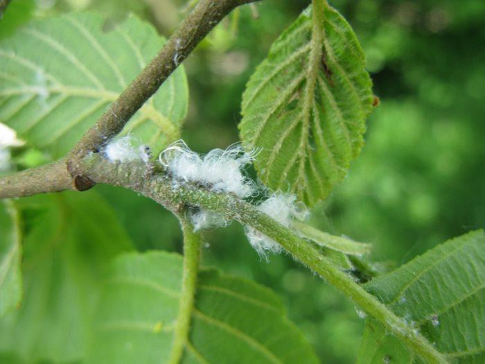 Alder sucker nymphs