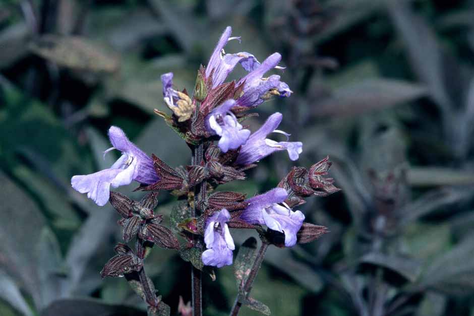 Key plants in the garden