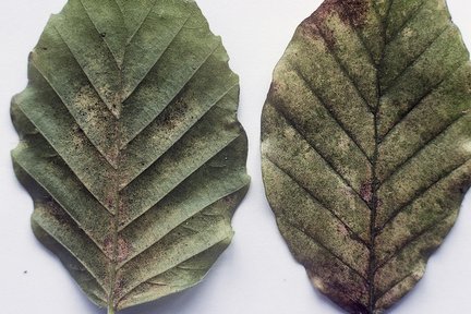  Beech red spider mite <EM>Eotetranychus fagi</EM>