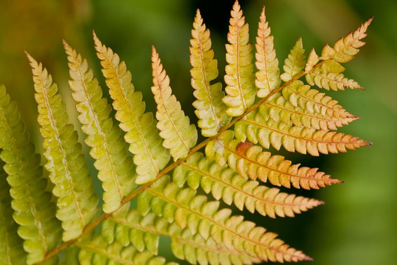 Osmunda cinnamomea