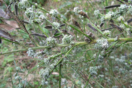 Broom gall mite damage