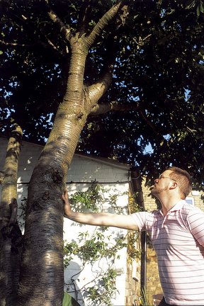 Inspecting a tree