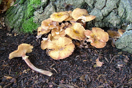 Honey fungus