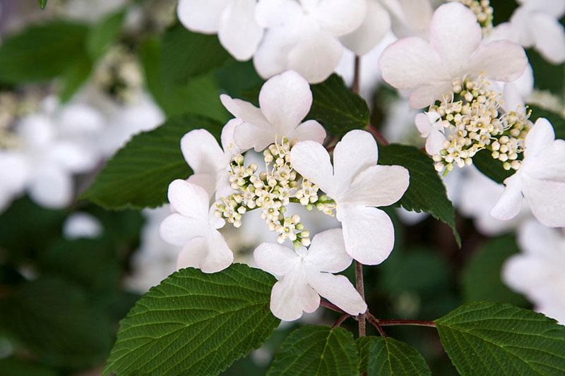 Viburnum Kilimanjaro Sunrise