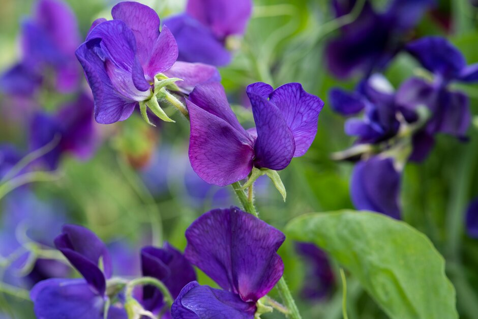 How to grow sweet peas (<i>Lathyrus</i>)