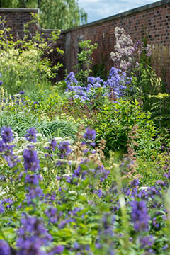 Walled garden at RHS Bridgewater