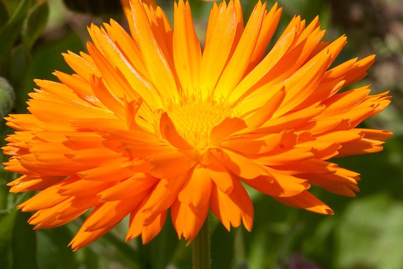 Close up of Calendula officinalis