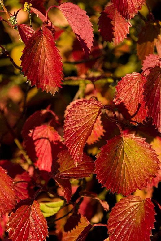 Viburnum dentatum