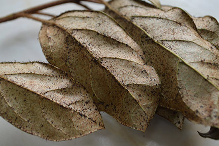 Glasshouse thrips damage on viburnum