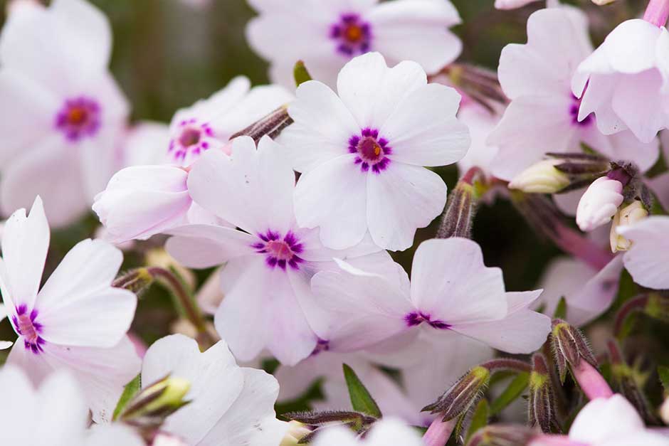 Discover specialist phlox