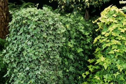 Ivies on pillars