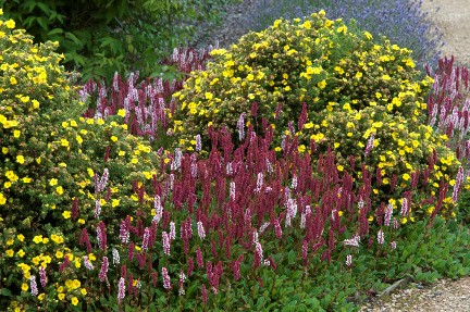 Potentilla fruticosa 'Kobold' RHS/Tim Sandall