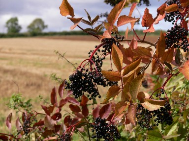 Sambucus nigra Elderberry RHS / Simon Garbutt