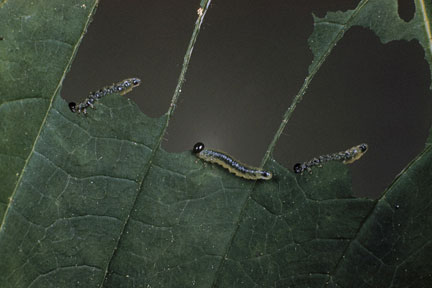 Aruncus sawfly (<EM>Nematus spiraeae</EM>) on goat's beard (<EM>Aruncus dioicus</EM>)