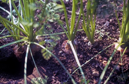 Rat damage on carrots