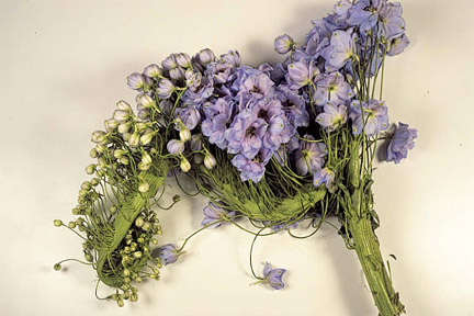 Fasciation on a delphinium. Credit: Tim Sandall/RHS The Garden.