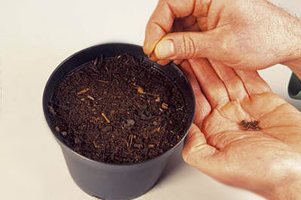 Sowing small tree seed. Credit: Tim Sandall/RHS The Garden.