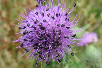 Pollen beetles on thistle flower