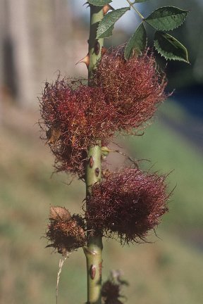 Rose bedeguar gall/Robin's pin cushion (<em>Diplolepis rosae</em>) on wild rose (<em>Rosa</EM> sp.)