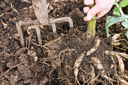 Lifting dahlias tubers. Image: ©www.gardenworldimages.com