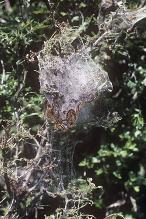 Brown-tail moth (<EM>Euproctis chrysorrhoea</EM>) on hawthorn