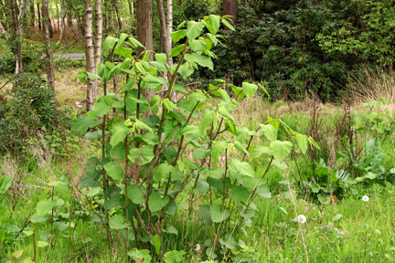 Japanese knotweed