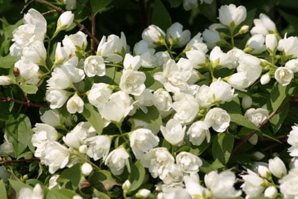 Philadelphus 'Manteau d'Hermine'