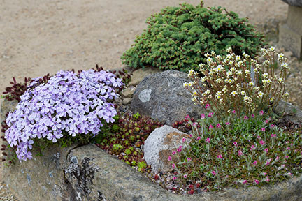 Stone trough planted with <EM>Phlox</EM>, <EM>Jovibarba hirta neilreichii</EM>, <EM>Larix kaempferi</EM> 'Little Blue Star', <EM>Saxifraga paniculata minutifolia</EM> and <EM>Antennaria dioica</EM>