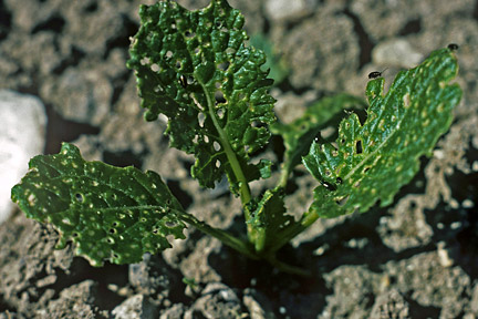 Flea beetle (<i>Phyllotreta</i> sp.) on Turnip (<i>Brassica</i> sp.). Credit: RHS/Entomology.