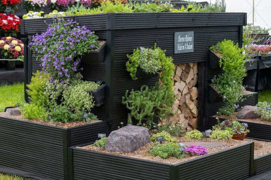 Skerne Alpines Hide'm & Sedum at RHS Malvern Spring