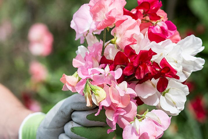 Sweet peas