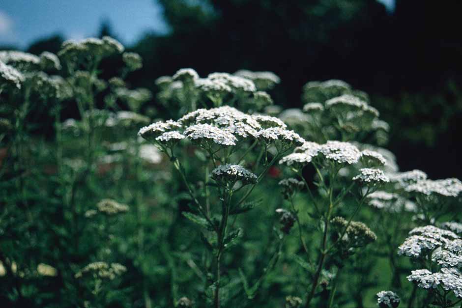 Key plants in the garden