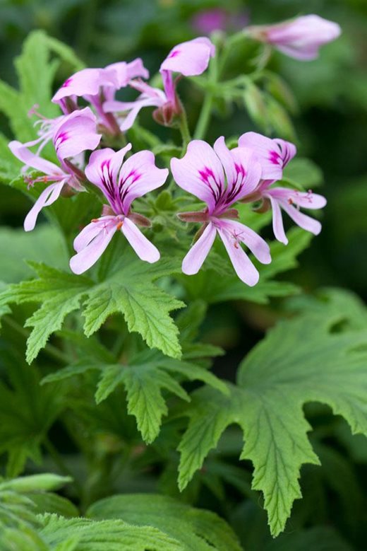 Pelargonium 'Mabel Grey'