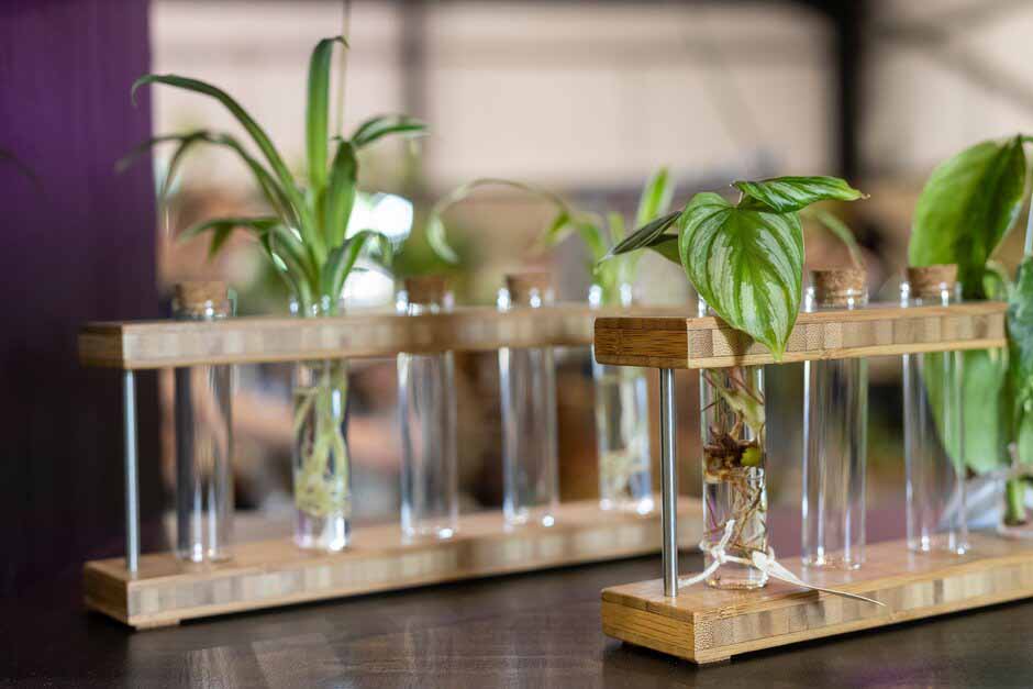 Water propagation of houseplants in the Festival of Houseplants