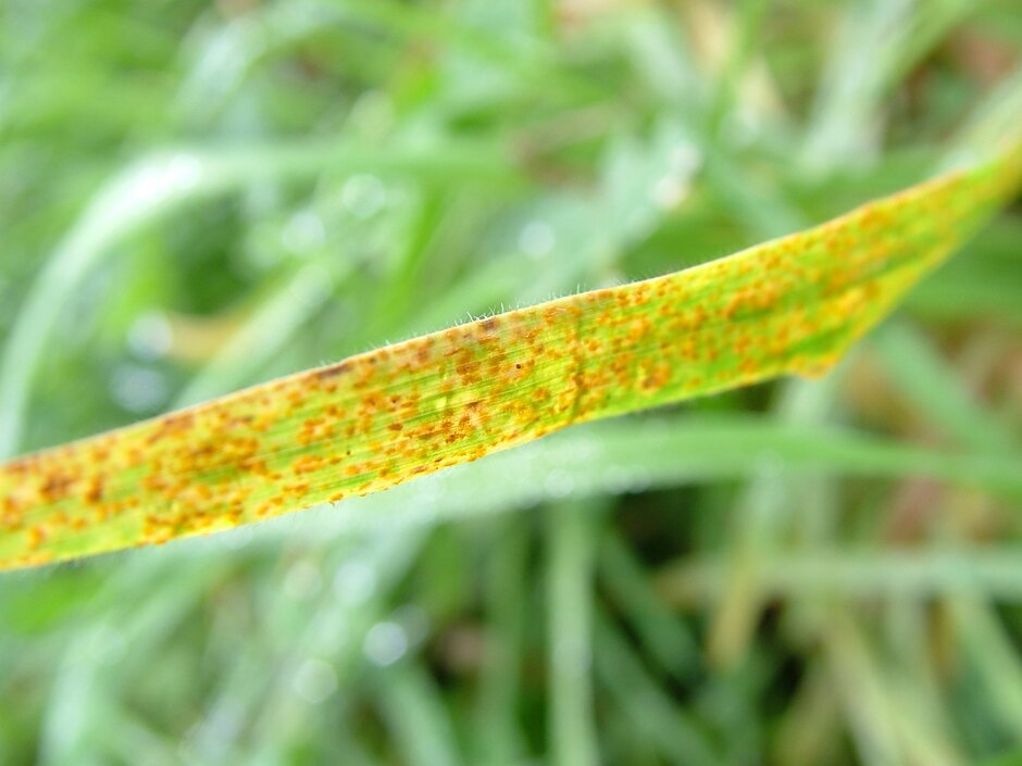 Lawn: rust disease