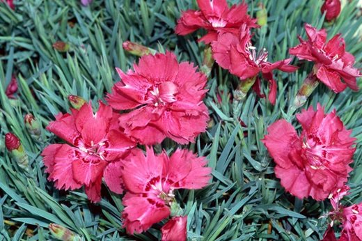 Dianthus gratianopolitanus