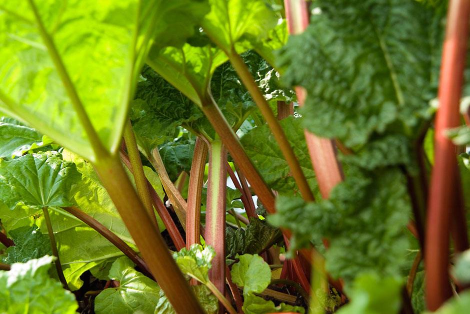 Rhubarb