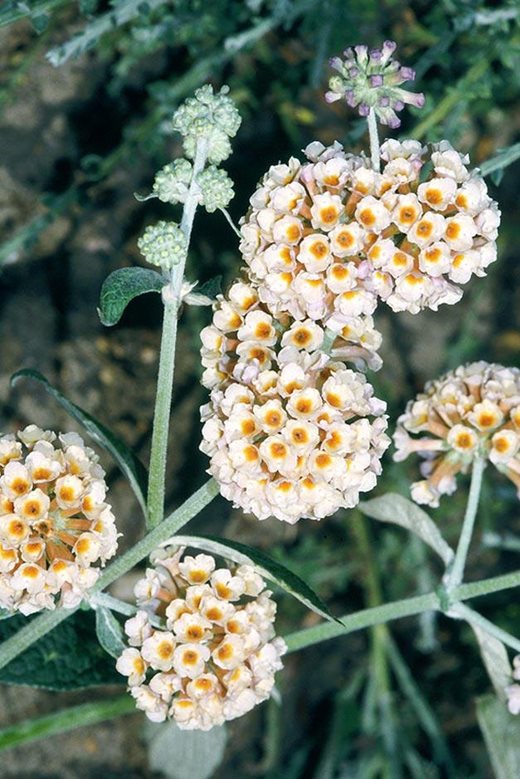 Buddleja x weyeriana 'Sungold'