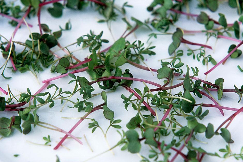 Micro greens