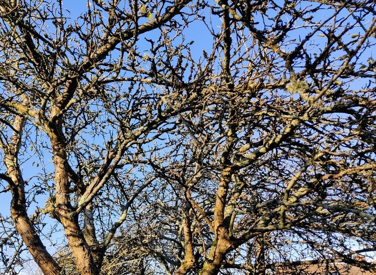 Neglected apple trees with congested crown needing gradual renovation   ©RHS/Lenka Cooke