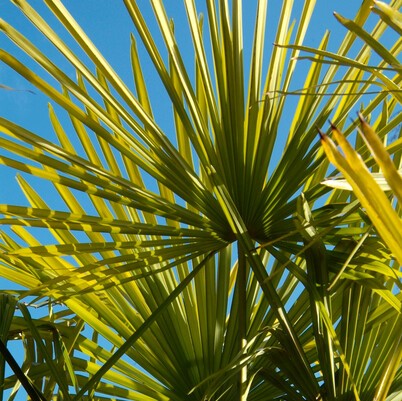 Hardy palms can give your garden a jungle feel