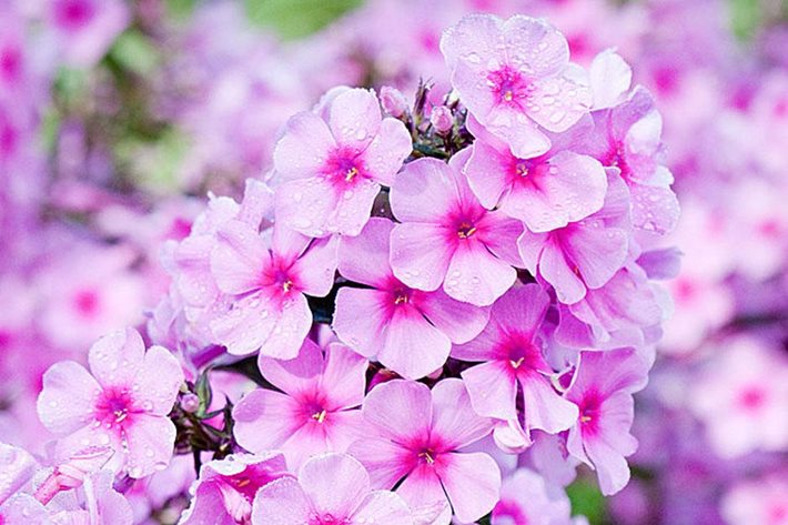 Phlox