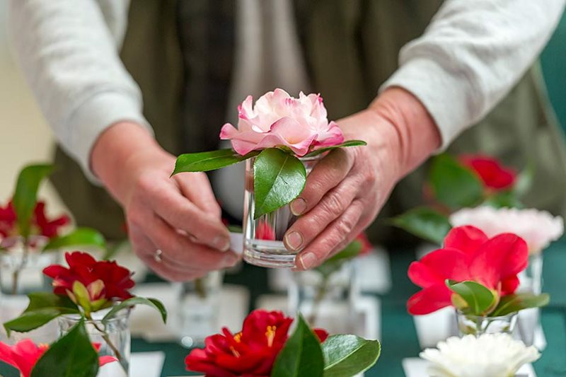 A Rhododendron flower exhibit