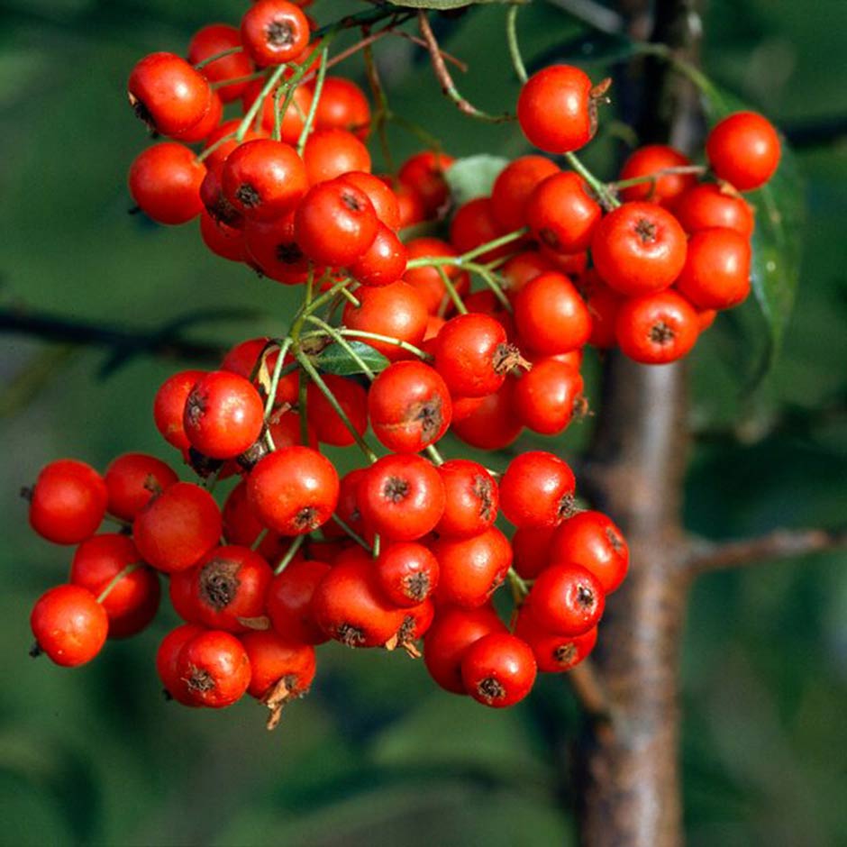 <i>Pyracantha</i> ‘Orange Glow’ adds a bright splash to dry shade