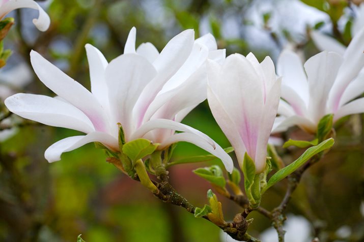 Magnolia denudata Dorling Kindersley Ltd