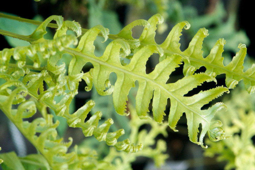 Polypodium cambricum 'Cambricum'