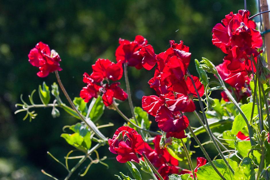 Sweet peas