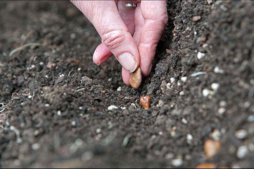 sowing broad bean