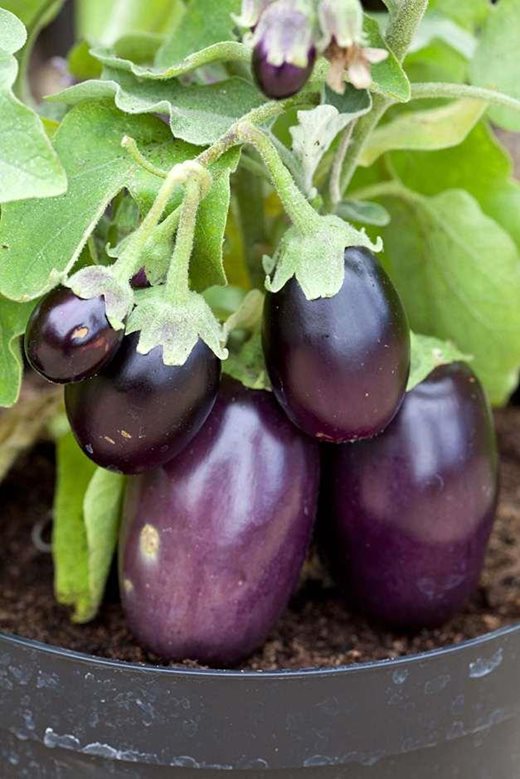 aubergines